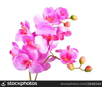 Single artificial branch flowers of pink orchid. Isolated on white background. Close-up. Studio photography.