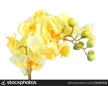 Single artificial branch flowers of yellow orchid. Isolated on white background. Close-up. Studio photography.