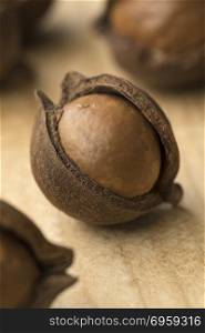 Single Austalian macadamia nut in the husk. Single macadamia nut