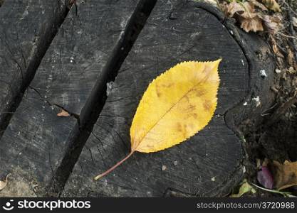 Single Autumn leaf on a tree trunk. Close up
