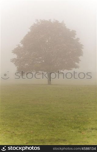 Single Autumn or Fall tree in mist or fog