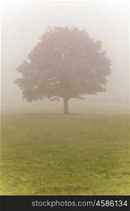 Single Autumn or Fall tree in mist or fog