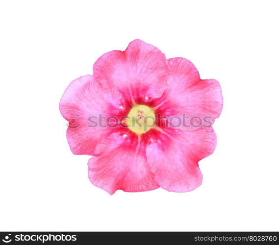 Single azalea flowers isolated on white background