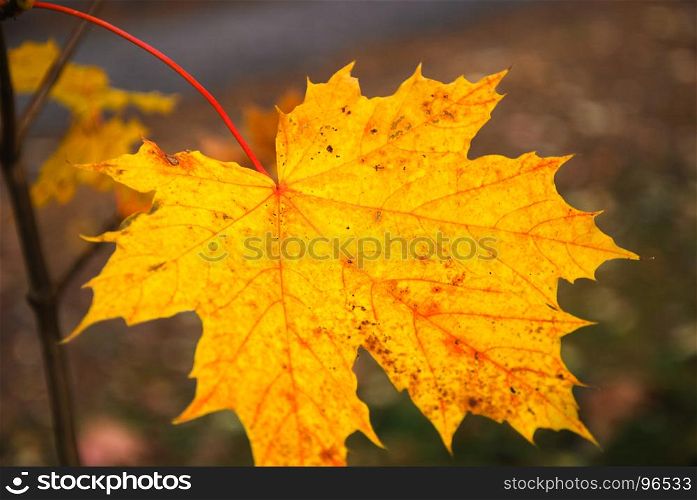 Single beautiful fall season colored maple leaf