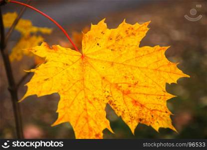 Single beautiful fall season colored maple leaf