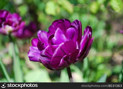 Single beautiful purple tulip closeup