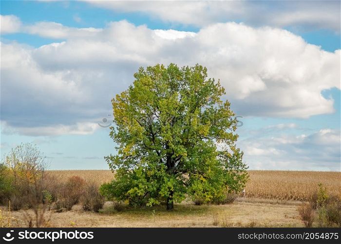 Single big oak tree in a meadow near the forest. Oak tree in the field