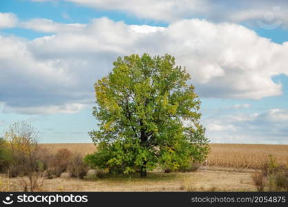 Single big oak tree in a meadow near the forest. Oak tree in the field