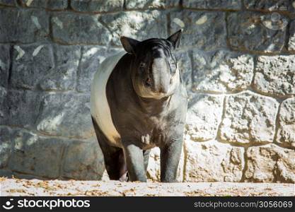Single big tapir looking at you black and white. Single big tapir