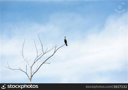 Single black cormorant bird standing on branch of dry leafless dead tree, looking up towards empty copy space on foggy sky.