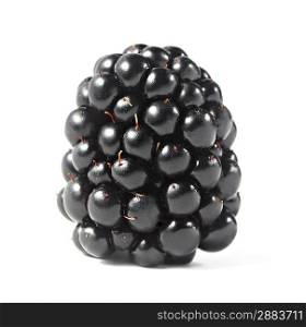 Single blackberry isolated on a white background