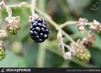 single blackberry on a bush