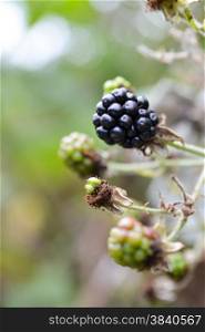 single blackberry on a bush