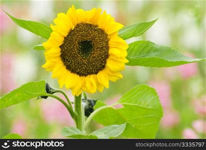 Single blooming sunflower with pink flower background.