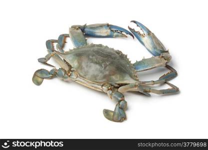 Single blue crab on white background