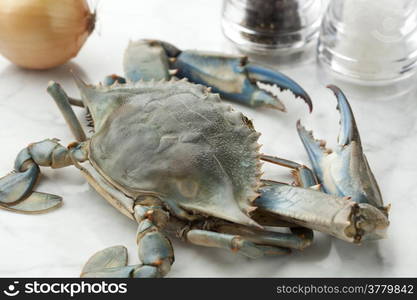 Single blue crab ready to cook