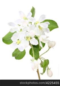 Single branch of apple-tree with green leaf and white flowers. Isolated on white background. Close-up. Studio photography.