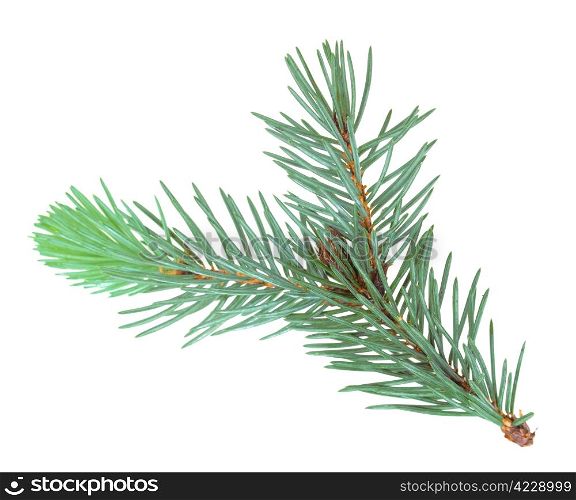 Single branch of blue fur-tree. Isolated on white background. Close-up. Studio photography.
