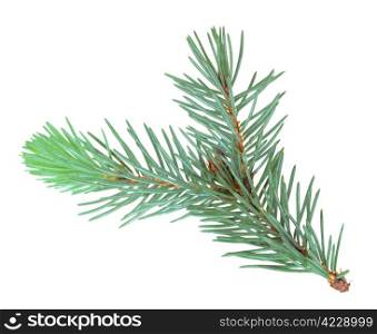 Single branch of blue fur-tree. Isolated on white background. Close-up. Studio photography.