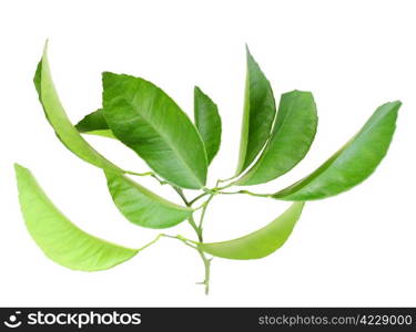 Single branch of citrus-tree with green leaf. Isolated on white background. Close-up. Studio photography.