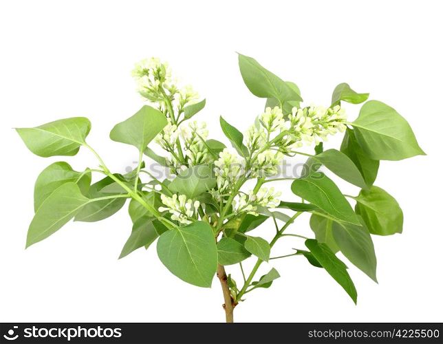 Single branch of white lilac with green leaf. Isolated on white background. Close-up. Studio photography.