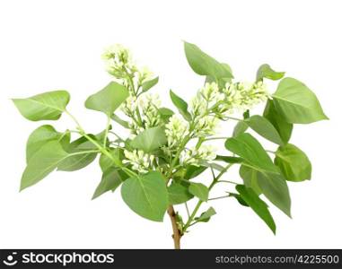Single branch of white lilac with green leaf. Isolated on white background. Close-up. Studio photography.