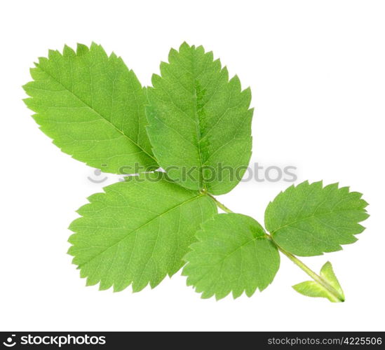 Single branch with green leaf of dog-rose. Isolated on white background. Close-up. Studio photography.