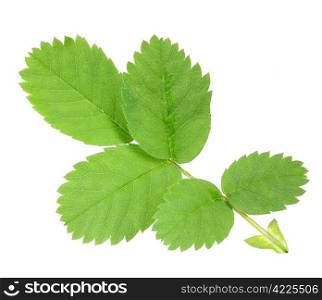 Single branch with green leaf of dog-rose. Isolated on white background. Close-up. Studio photography.
