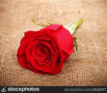 single bright red rose on old canvas