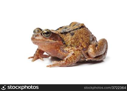 Single brown frog on white background
