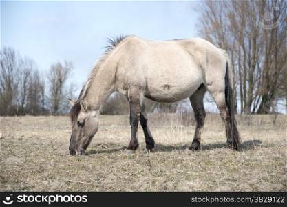 single brown horse on the filed