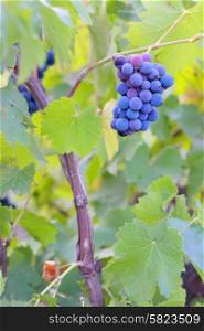 Single bunch of grapes on Vineyard