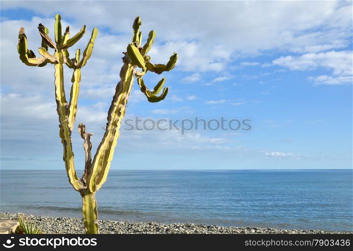 Single cactus by the atlantic coast of the Canary Islands in Spain