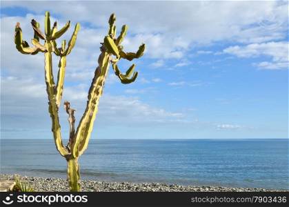 Single cactus by the atlantic coast of the Canary Islands in Spain