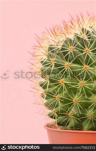 Single cactus plants on pink paper background