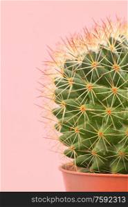 Single cactus plants on pink paper background