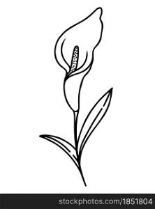 Single calla flower, hand drawing vector illustration. Delicate houseplant, black outline. Minimalistic botanical element.. Single calla flower, hand drawing vector illustration.