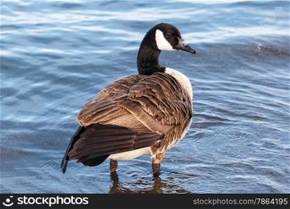 Single Canada goose with ruffled feathers standing in shallow water.