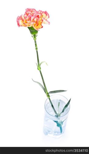 single carnation in glass isolated on white