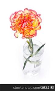 single carnation in glass isolated on white