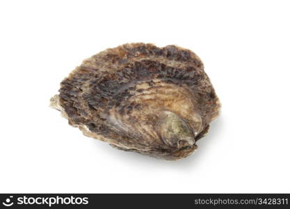 Single closed fresh European flat oyster on white background