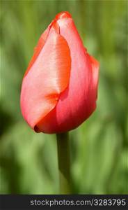 Single closed pink tulip with green background.