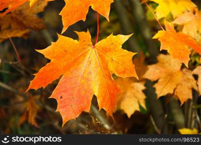 Single colorful yellow and orange maple tree leaf closeup