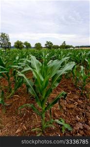 Single corn plant in a field of similar plants with horizon leading to cloudy sky