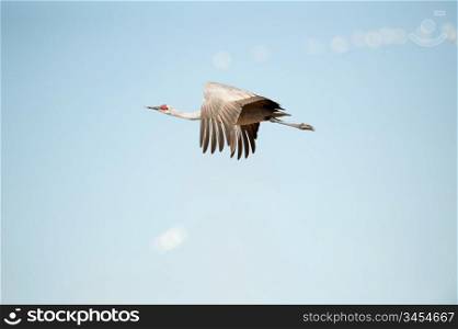 Single Crane In Flight