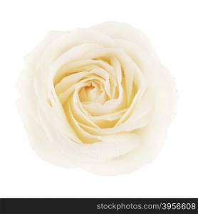 single cream rose flower, isolated on white, top view