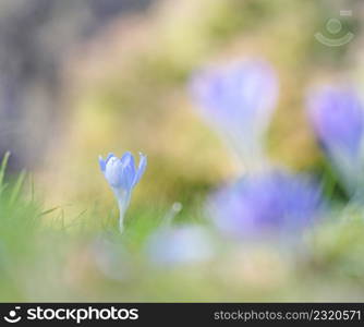 Single crocus flower with nice bokeh by springtime. Single crocus spring flower with nice bokeh