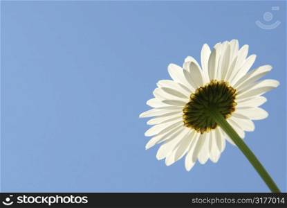 Single daisy flower on blue sky background