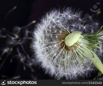 Single dandelion on black background. Close-up. Studio photography.