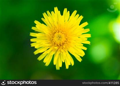 single dandelion with blurred green background